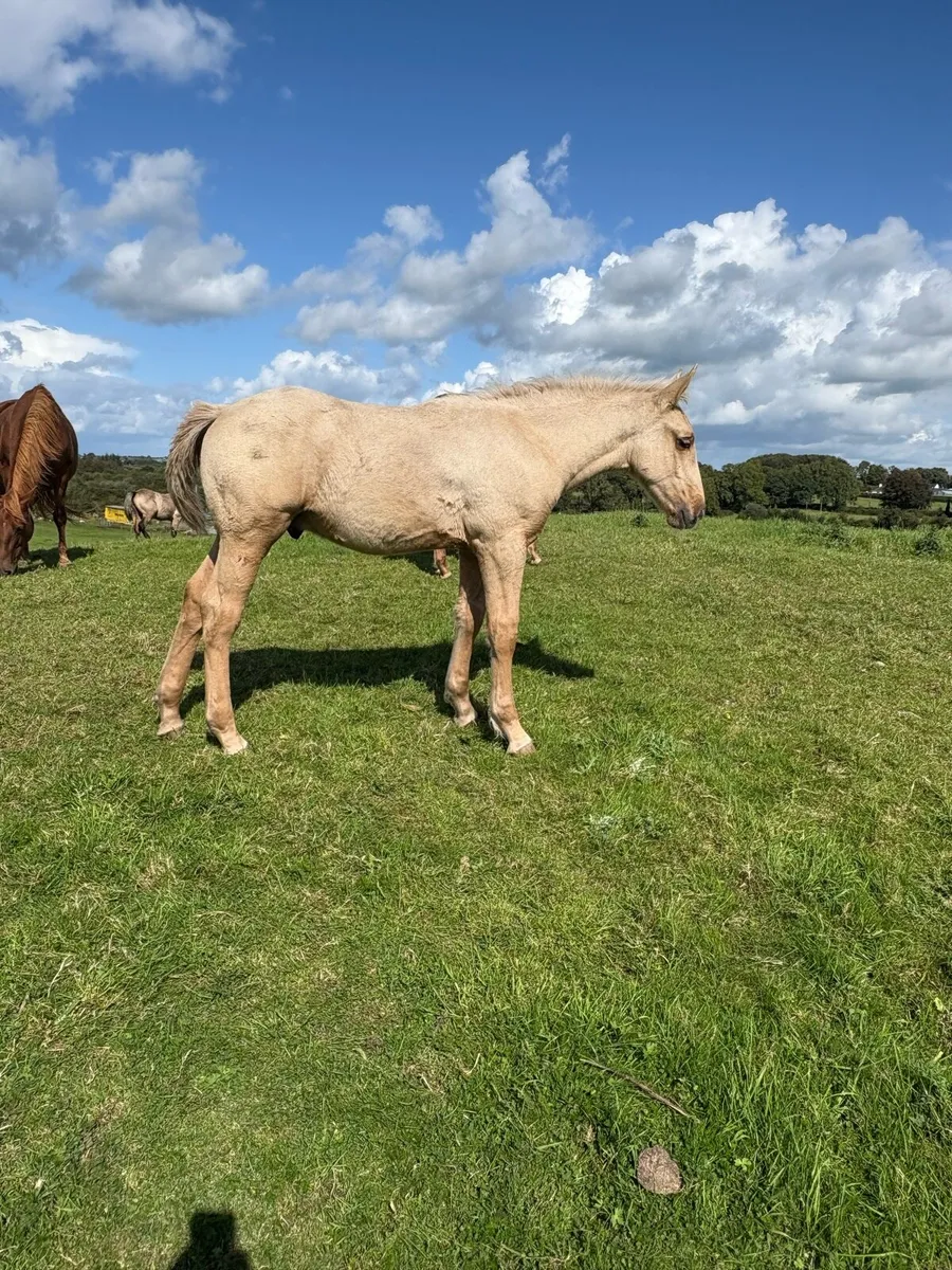 Full Irish draught colt palomino - Image 1
