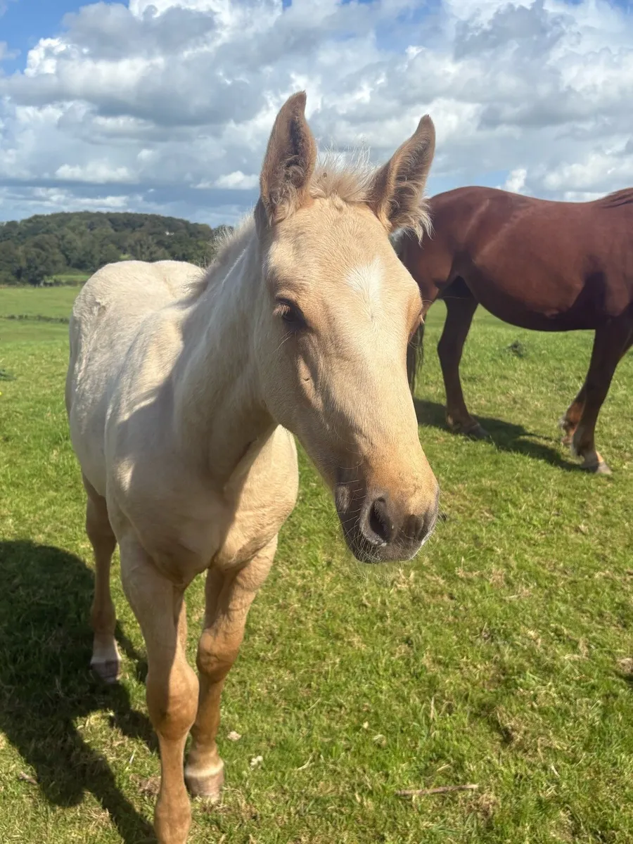 Full Irish draught colt palomino - Image 2