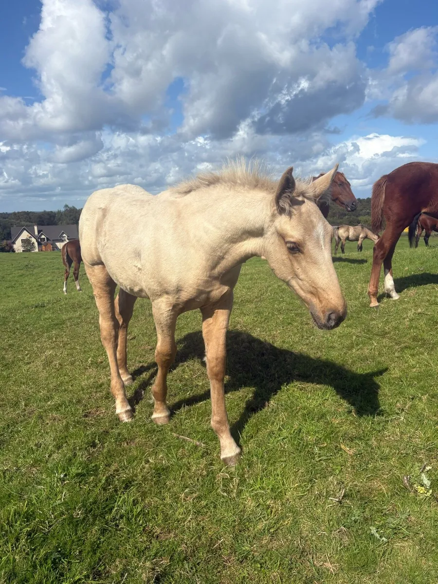 Full Irish draught colt palomino - Image 3