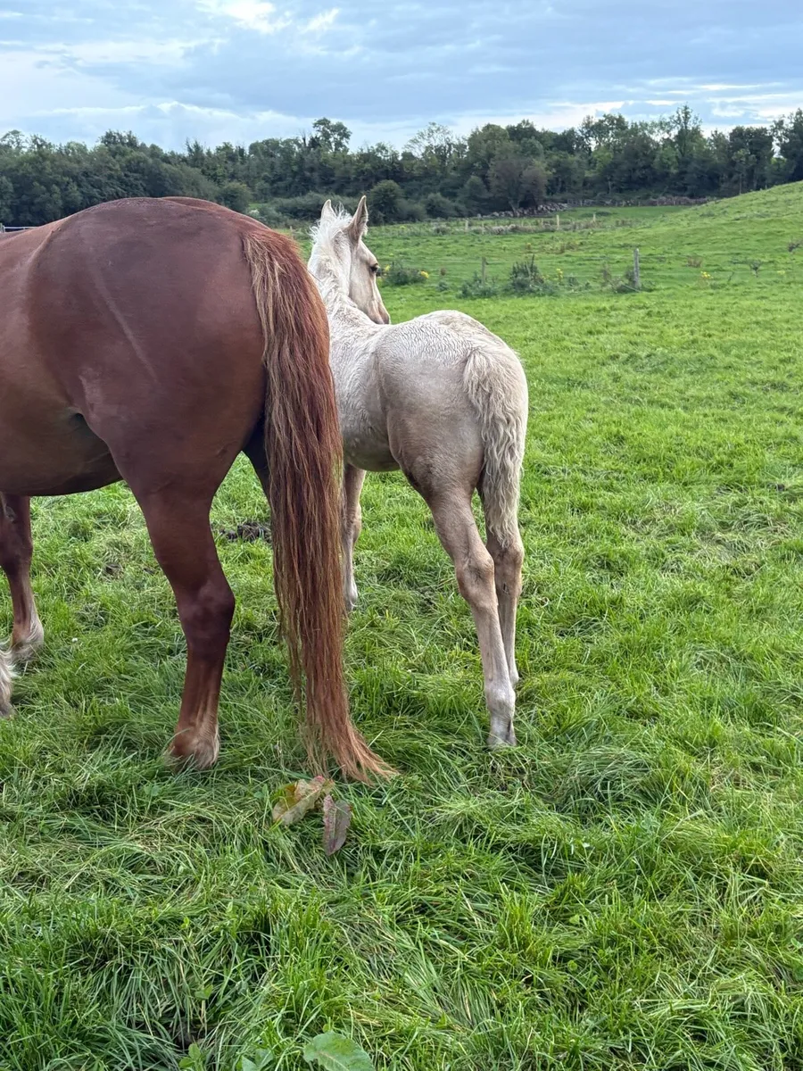 Full Irish draught colt palomino - Image 4
