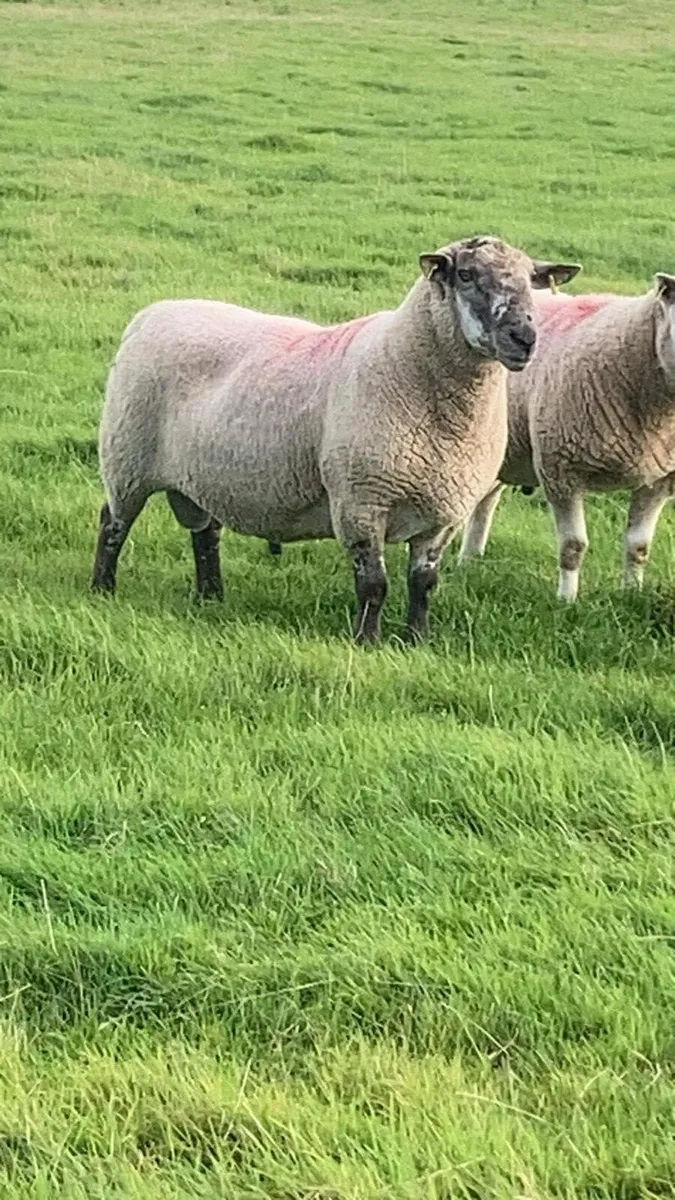 ⭐️⭐️ Brocky ram ⭐️⭐️ - Image 2