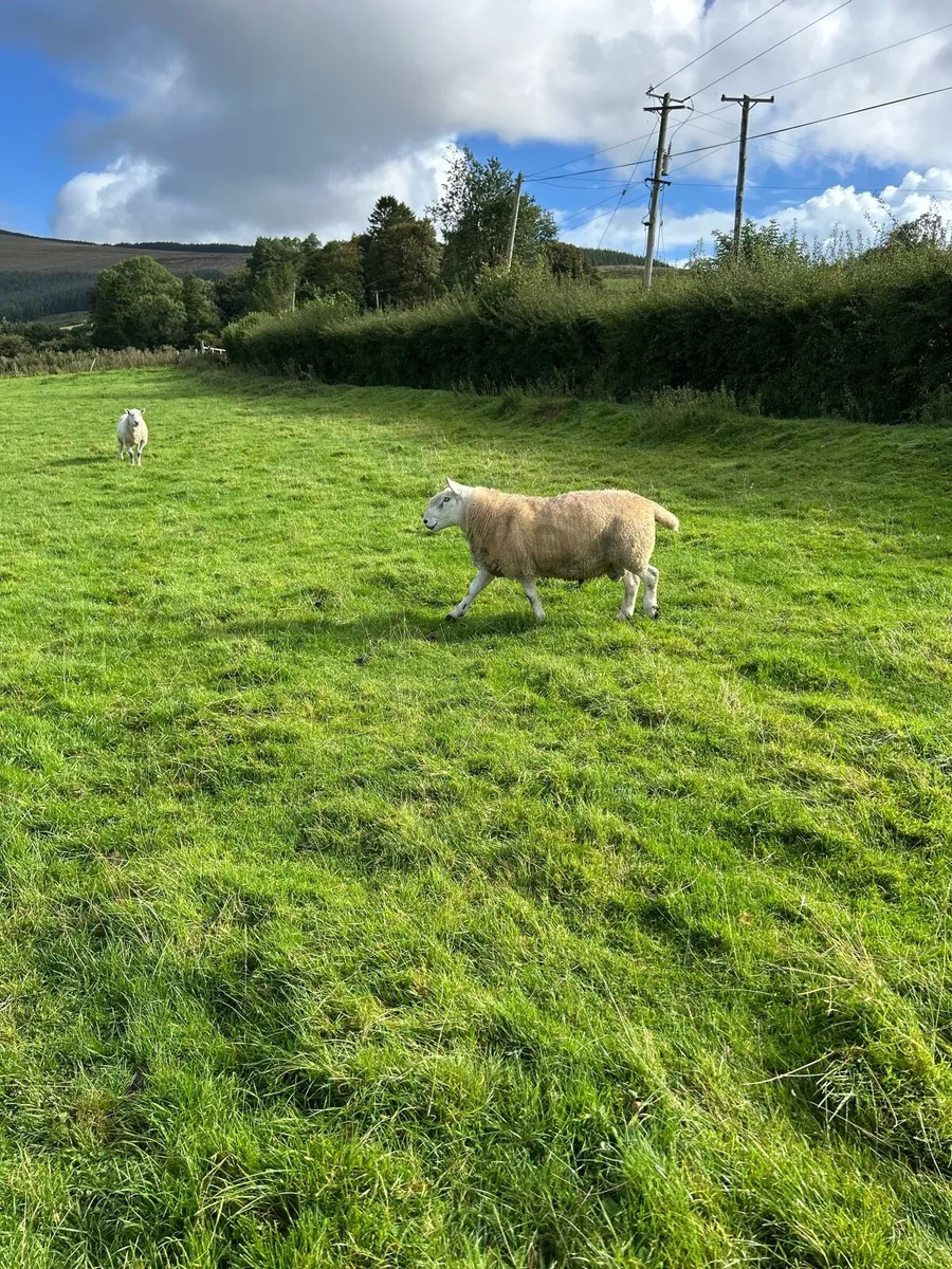 Cheviot Ram - Image 1