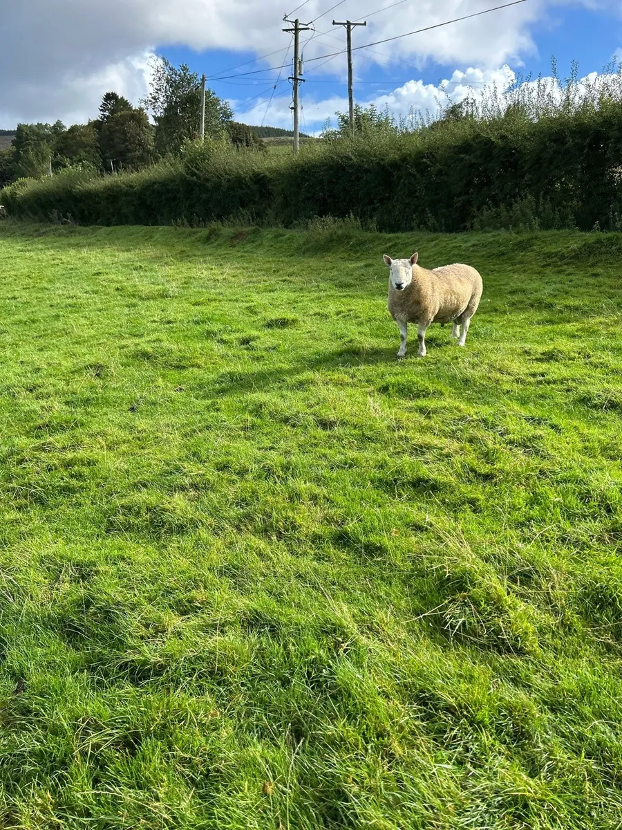 Cheviot Ram - Image 2