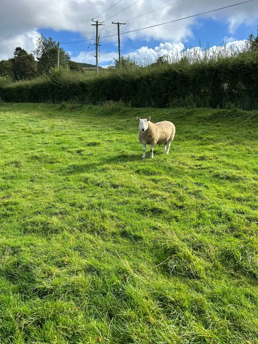 Cheviot Ram - Image 3