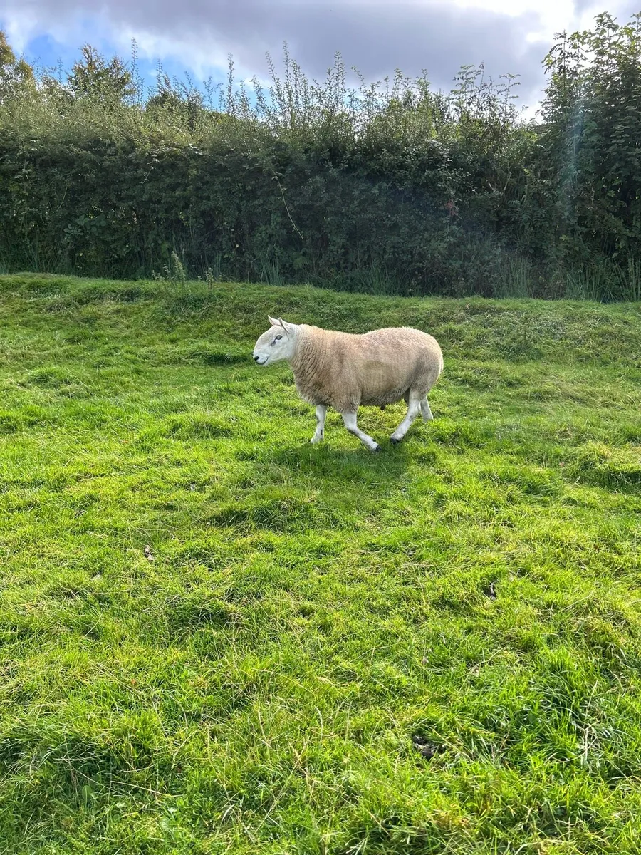 Cheviot Ram - Image 4