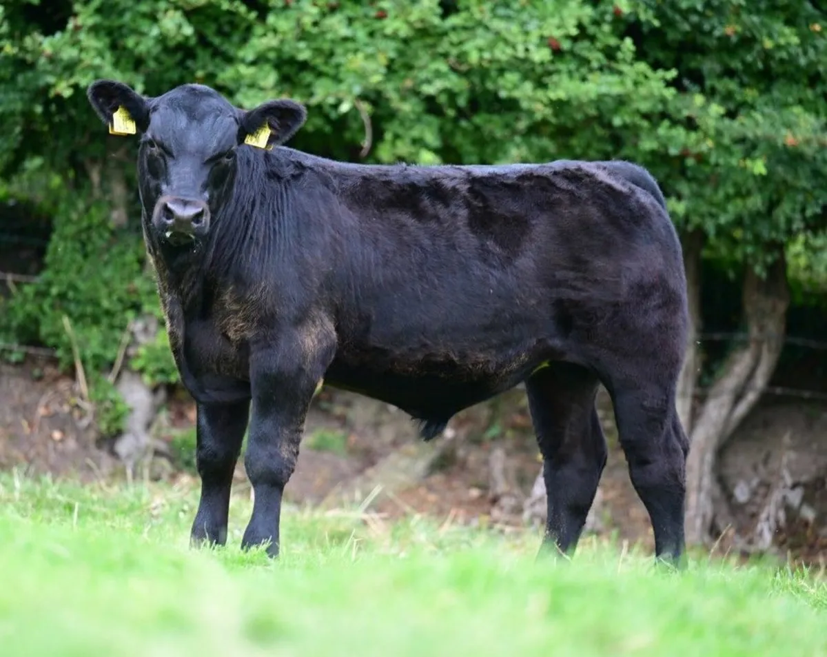 Killaney & Clogher Valley Red & Black Angus - Image 4