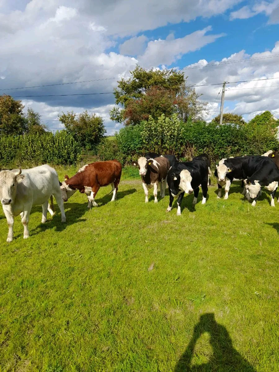 Heifers - Image 1