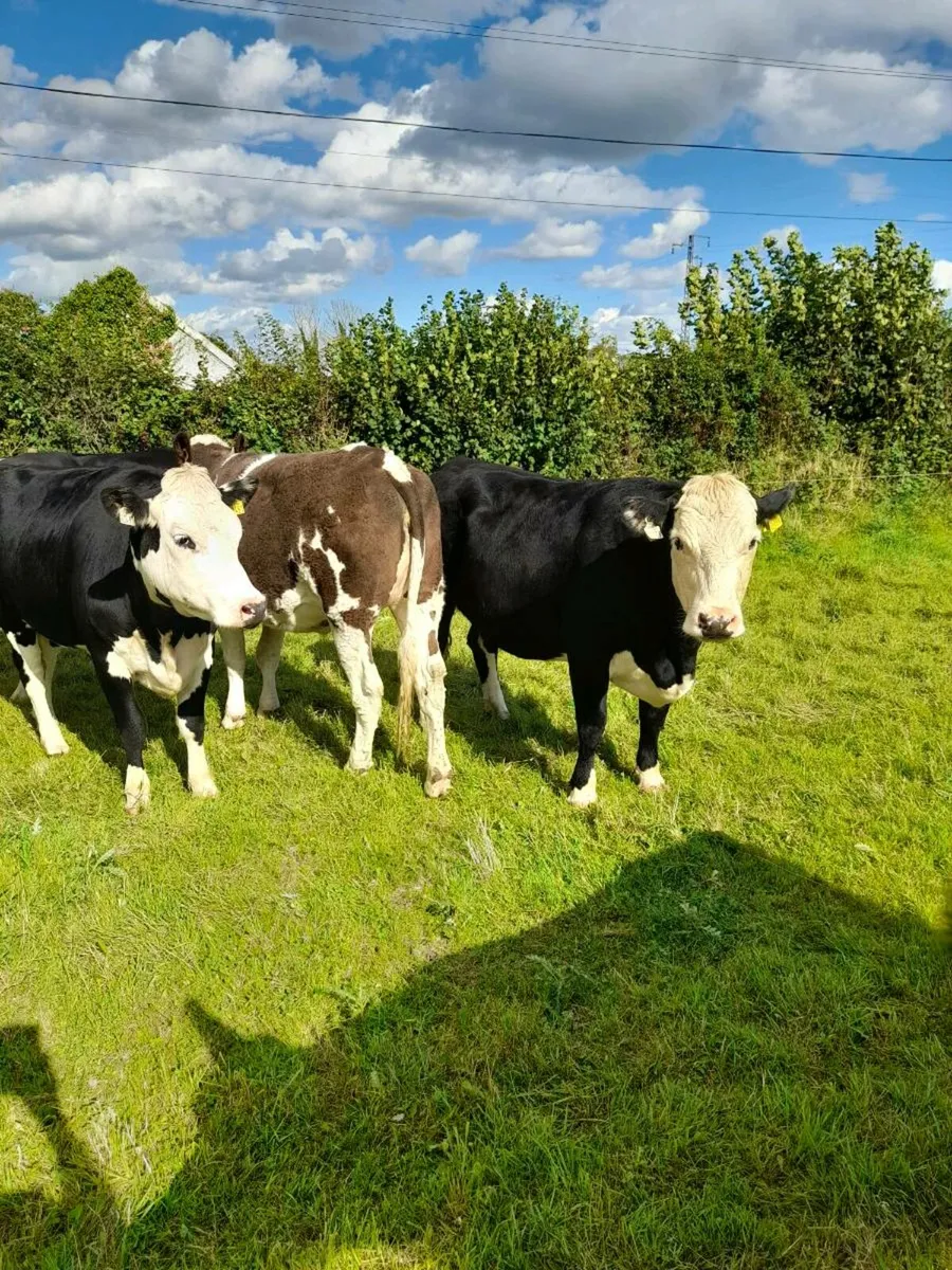 Heifers - Image 2