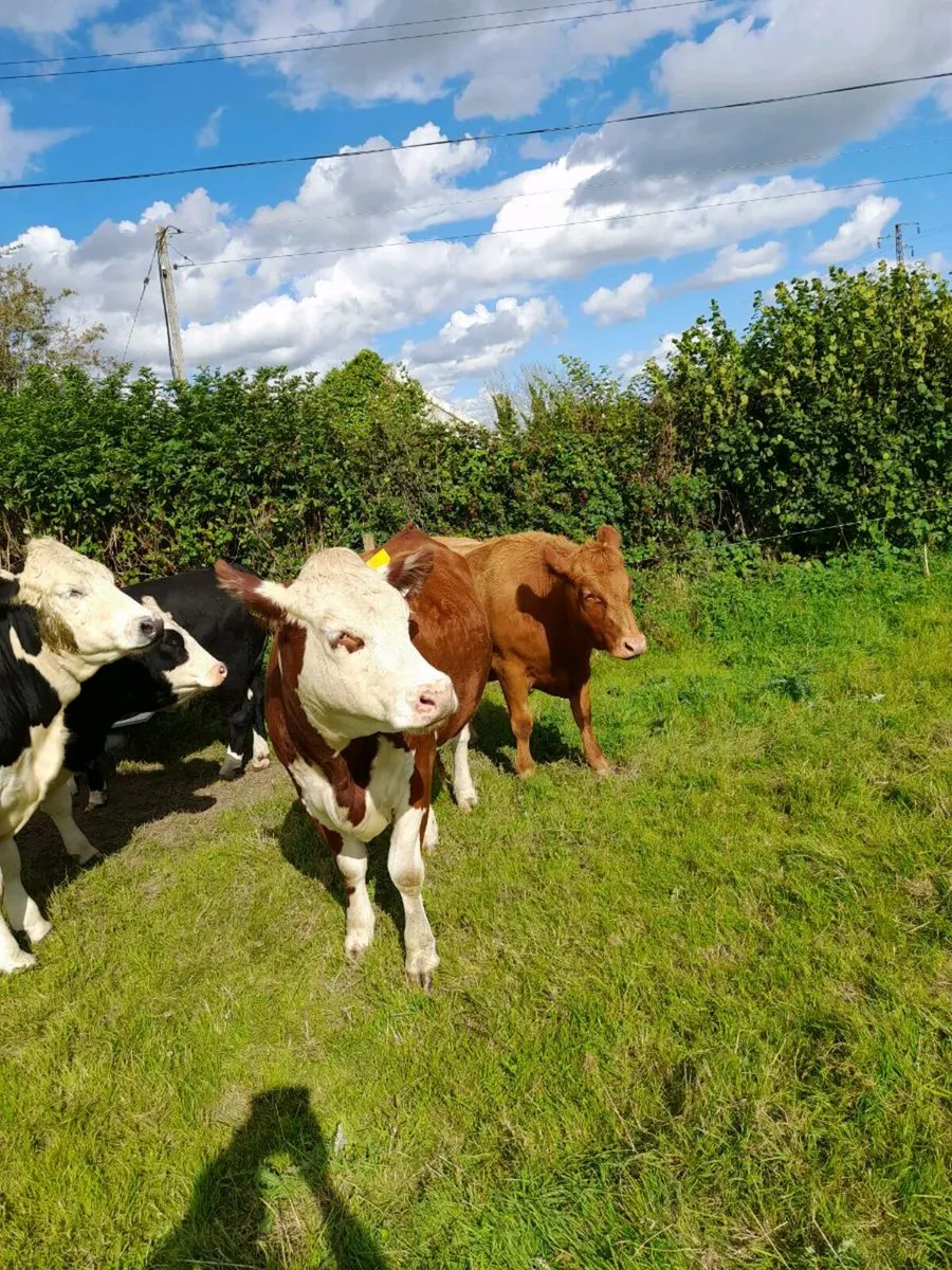 Heifers - Image 3