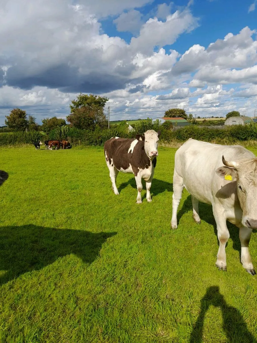 Heifers - Image 4