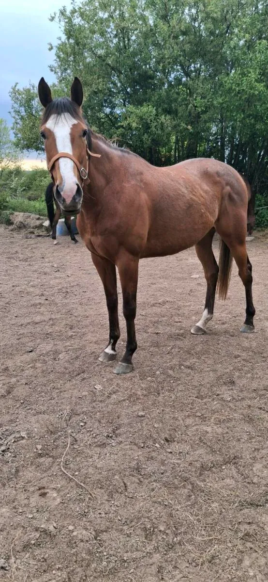 Thoroughbred 4yo filly - Image 1