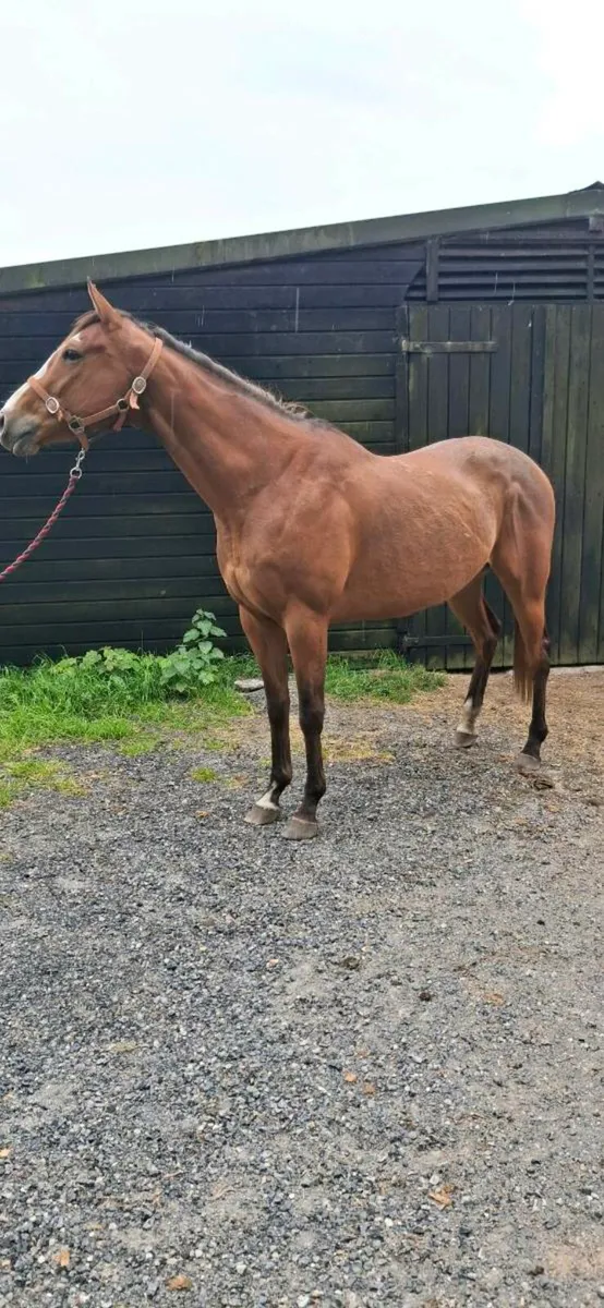 Thoroughbred 4yo filly - Image 2