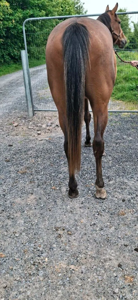 Thoroughbred 4yo filly - Image 3