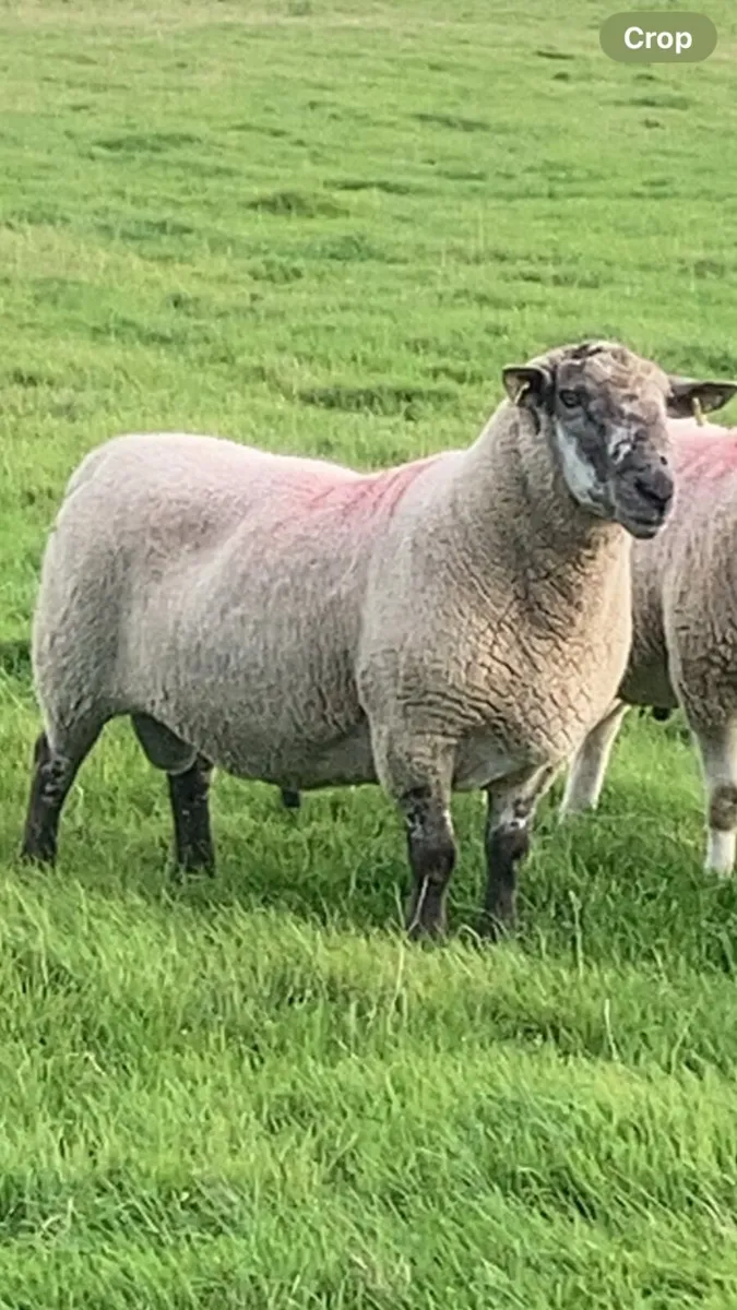 ⭐️⭐️ Brocky ram ⭐️⭐️ - Image 1