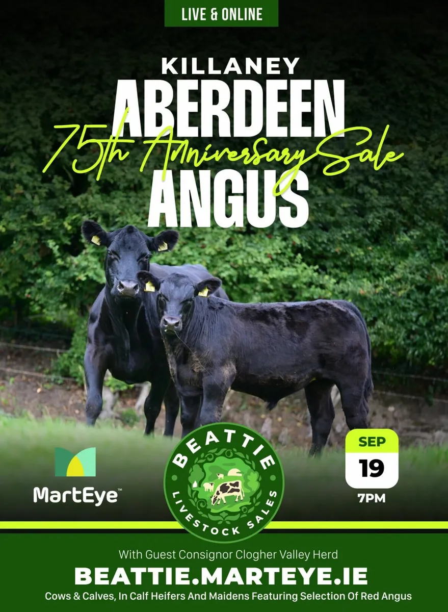 Killaney & Clogher Valley Red & Black Angus - Image 1