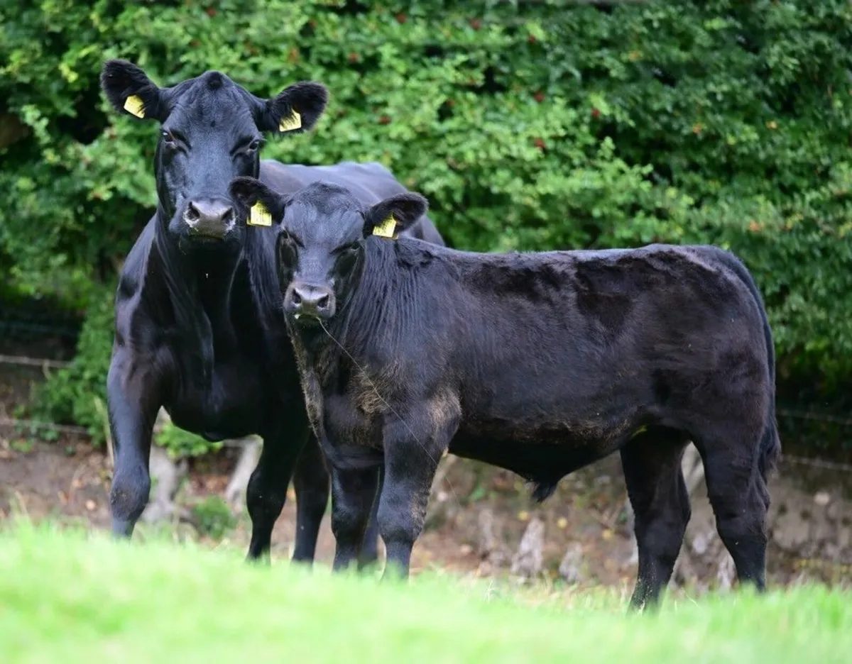 Killaney & Clogher Valley Red & Black Angus - Image 2