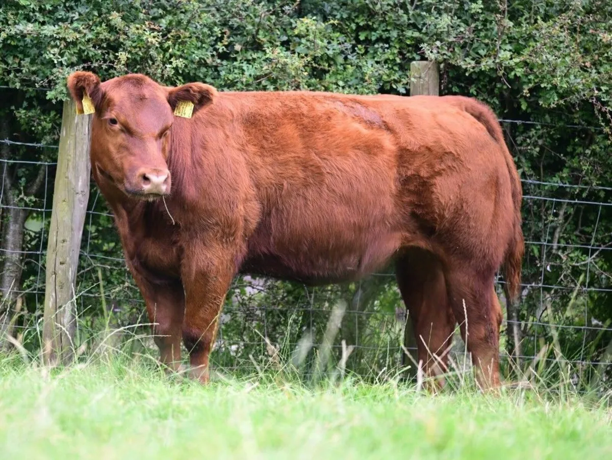 Killaney & Clogher Valley Red & Black Angus - Image 3