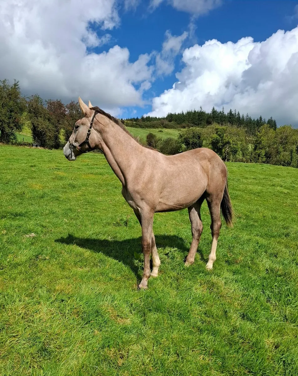 Two Yearling Fillies - Image 2
