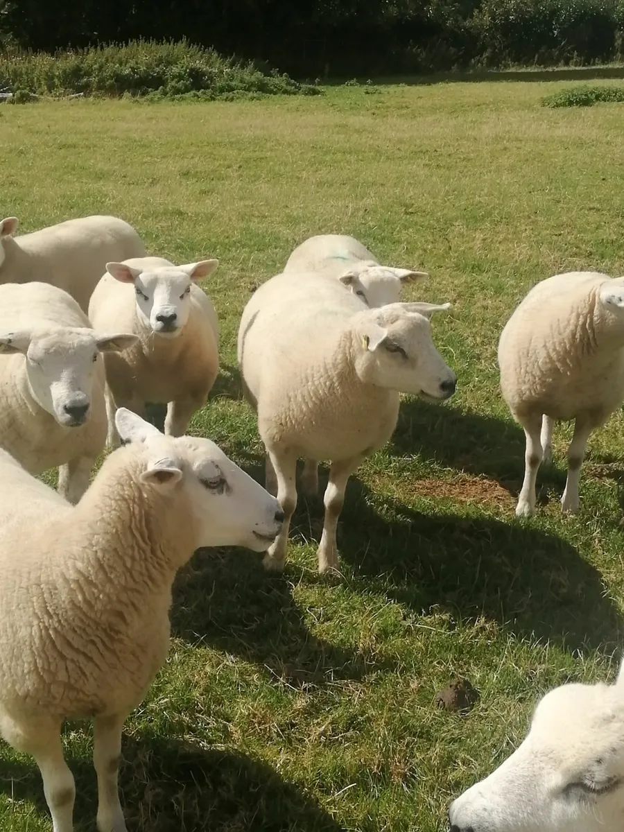 Texel hogget ewes - Image 2
