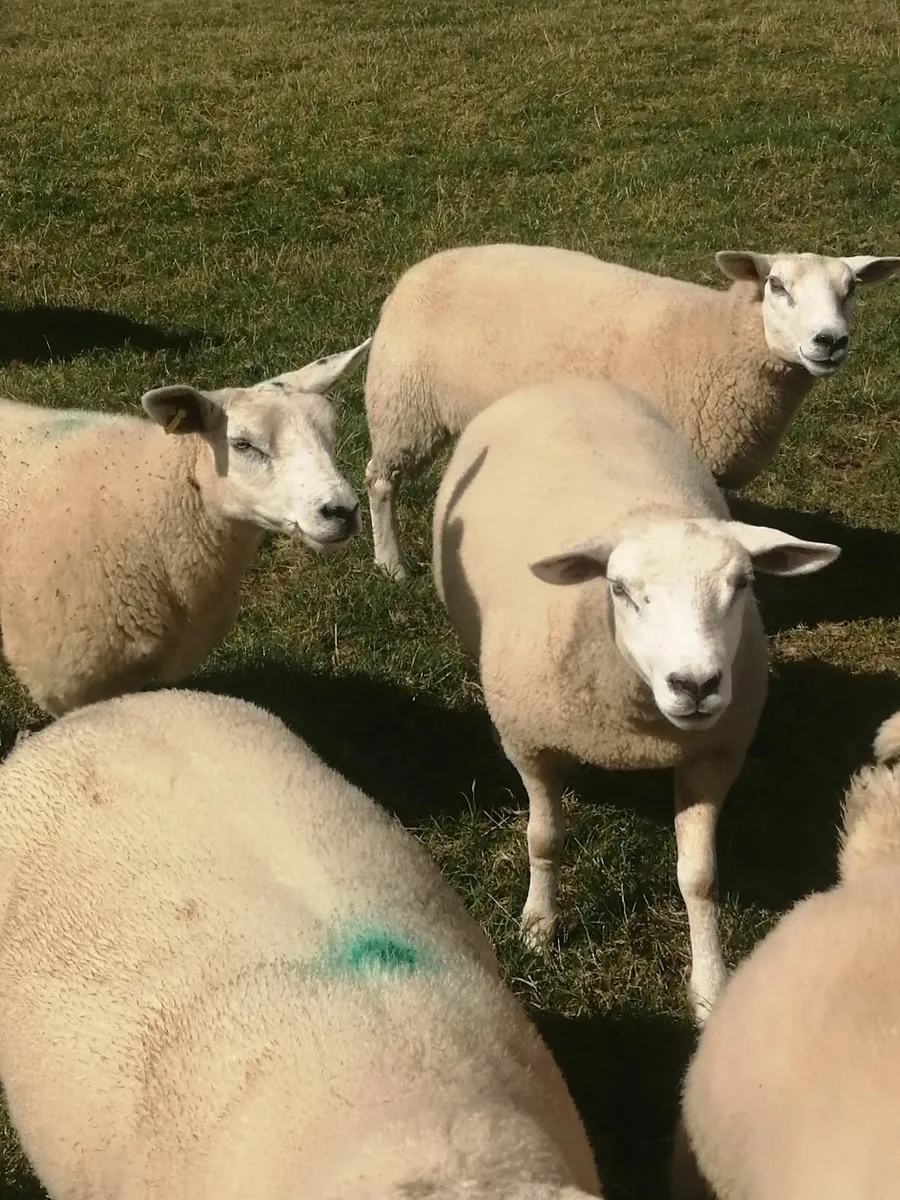 Texel hogget ewes - Image 3
