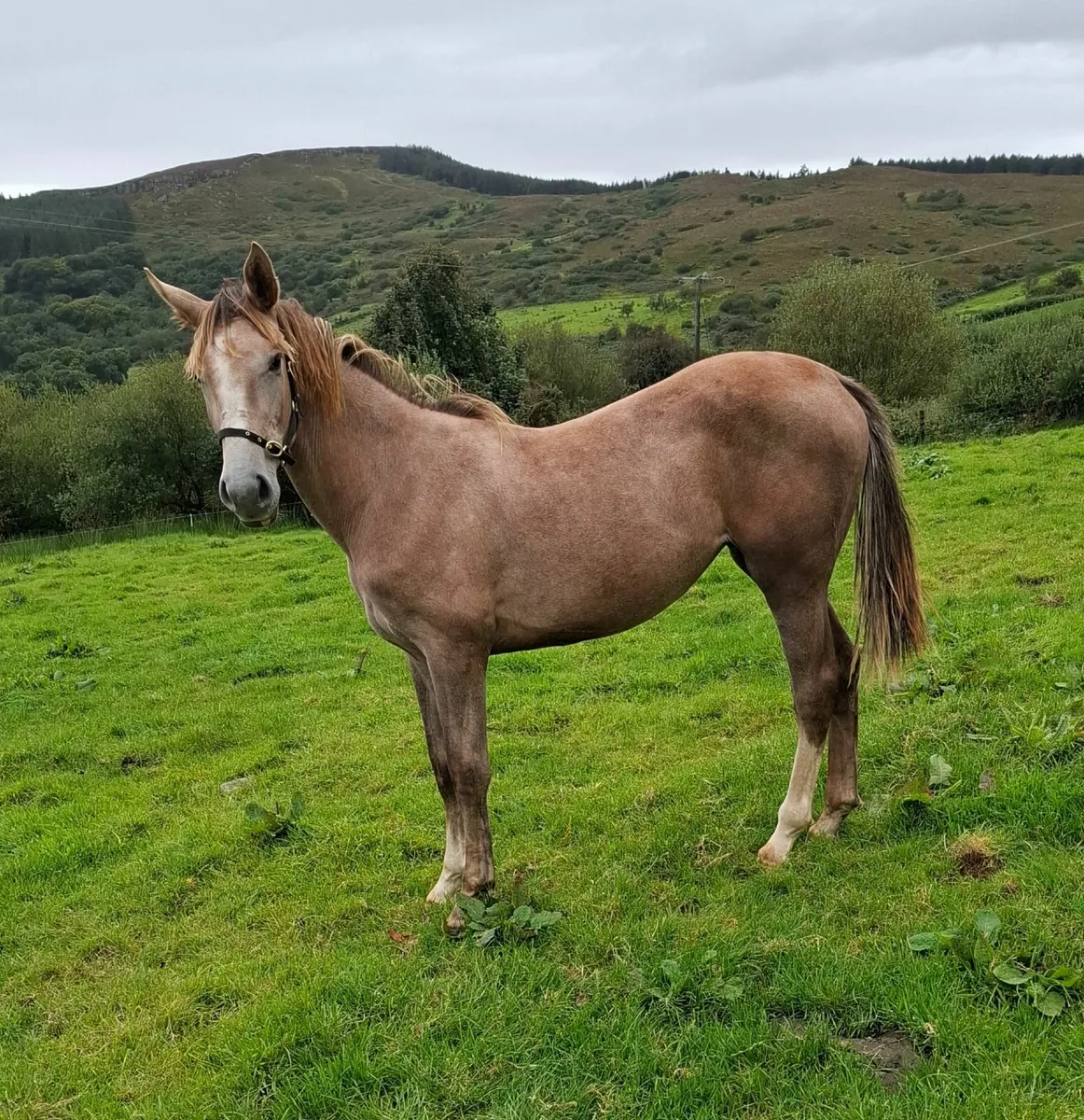 Two Yearling Fillies - Image 4