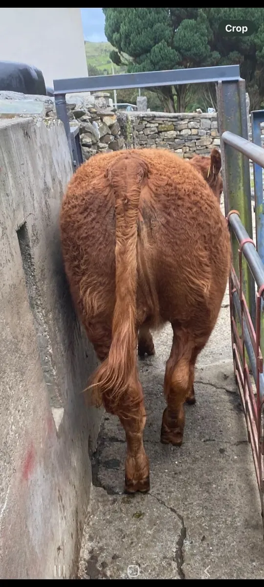 SPECIAL WEANLING SHOW SALE FRIDAY 12TH SEPTEMBER - Image 4