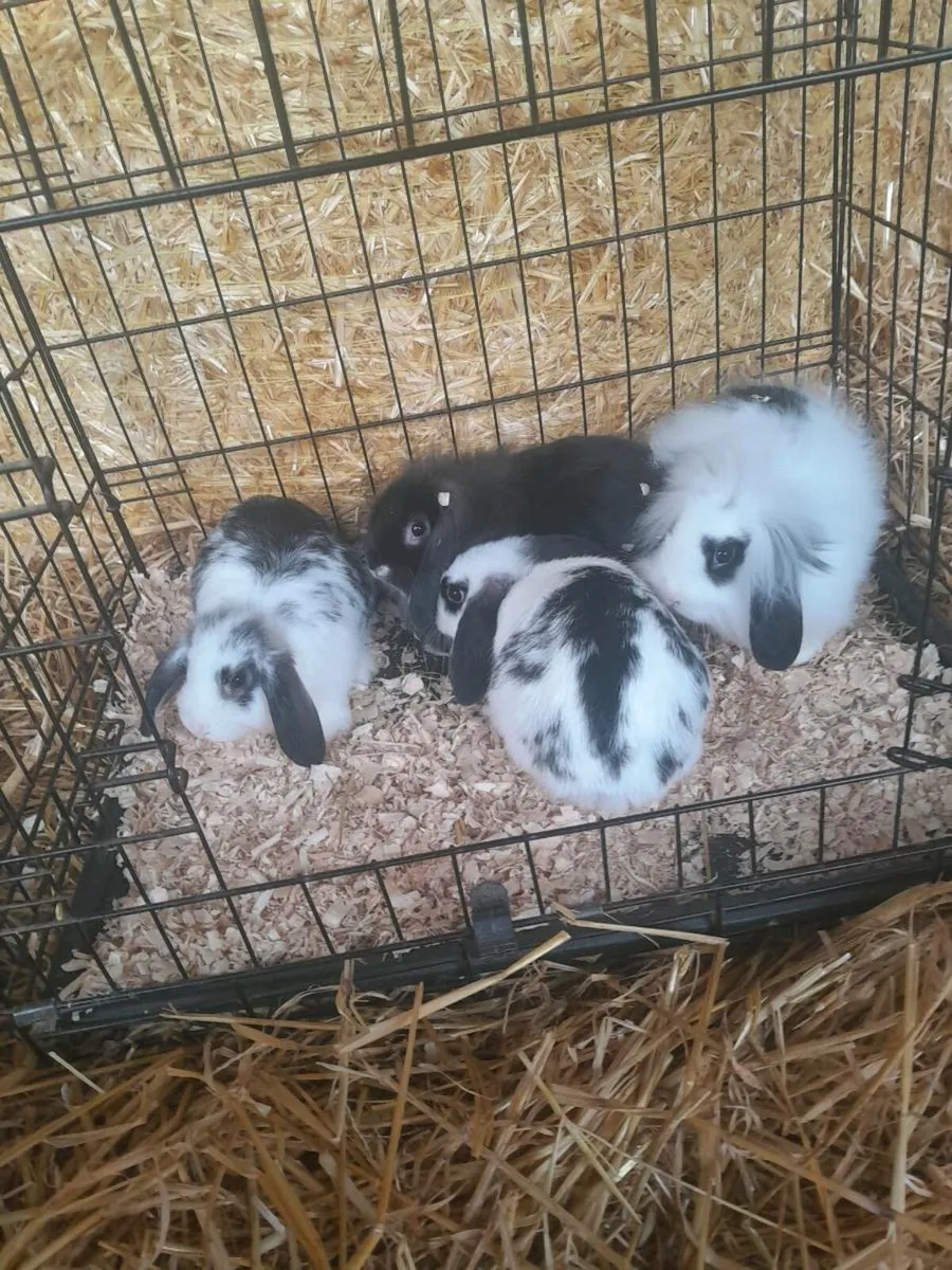 Rabbits - Image 2