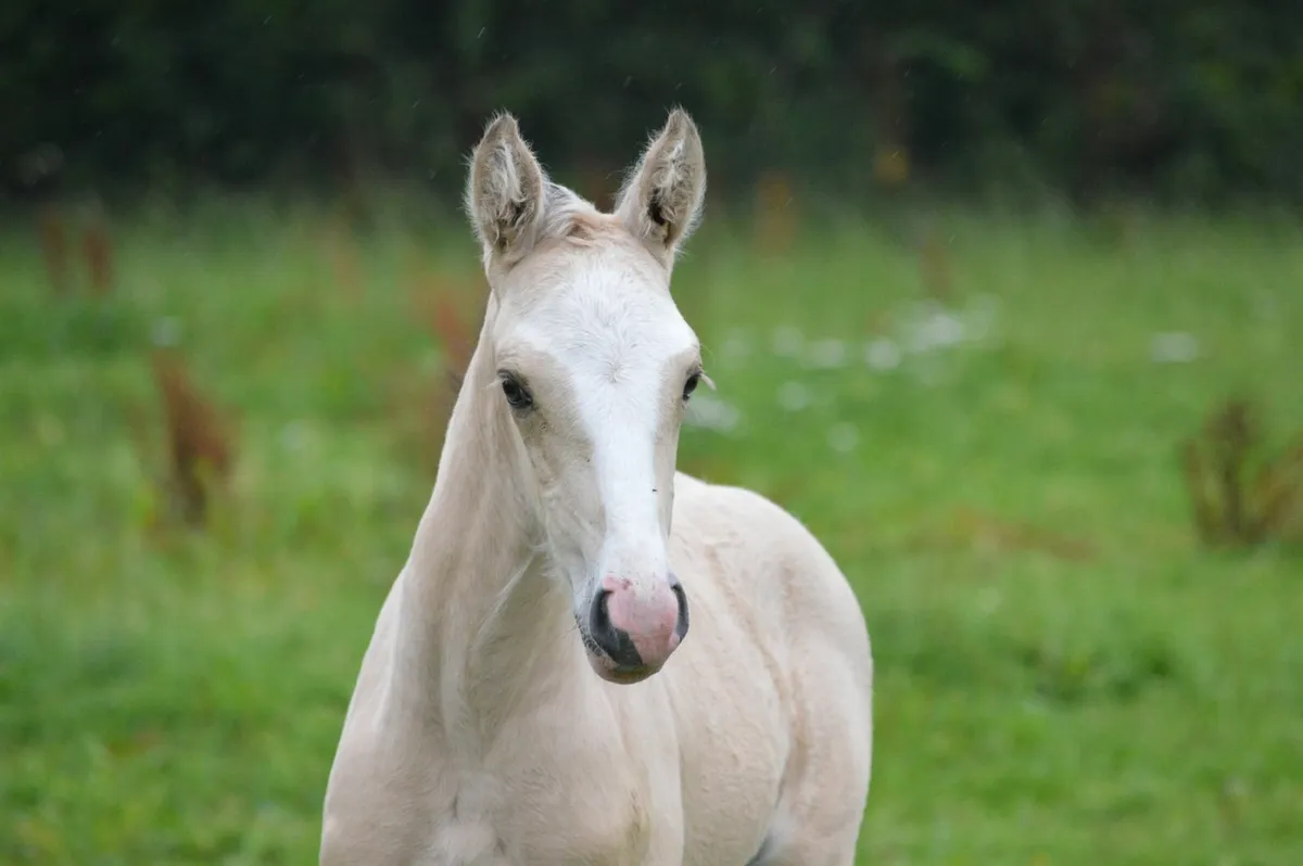Sporthorse  Broodmare Scanned in Foal and Filly - Image 2