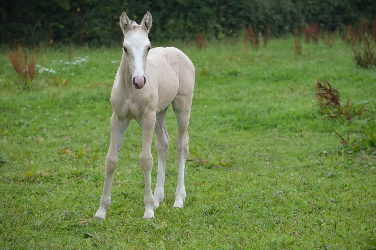 Sporthorse  Broodmare Scanned in Foal and Filly - Image 3