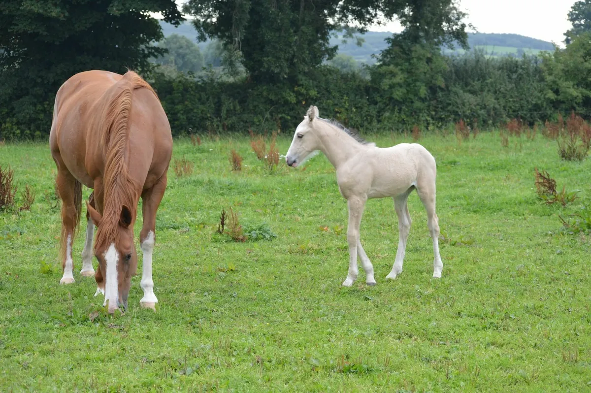 Sporthorse  Broodmare Scanned in Foal and Filly - Image 4