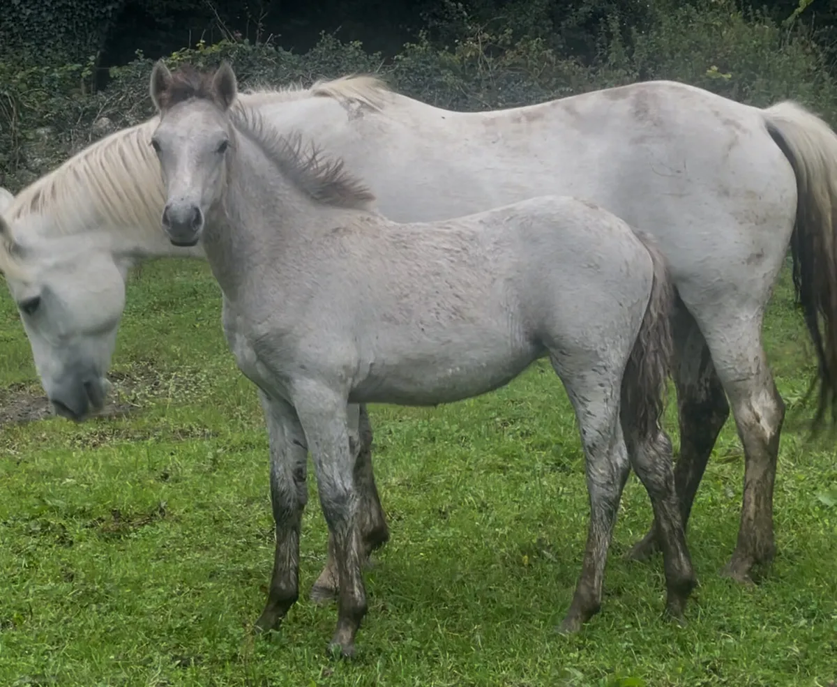 Connemara Filly foal - Image 4