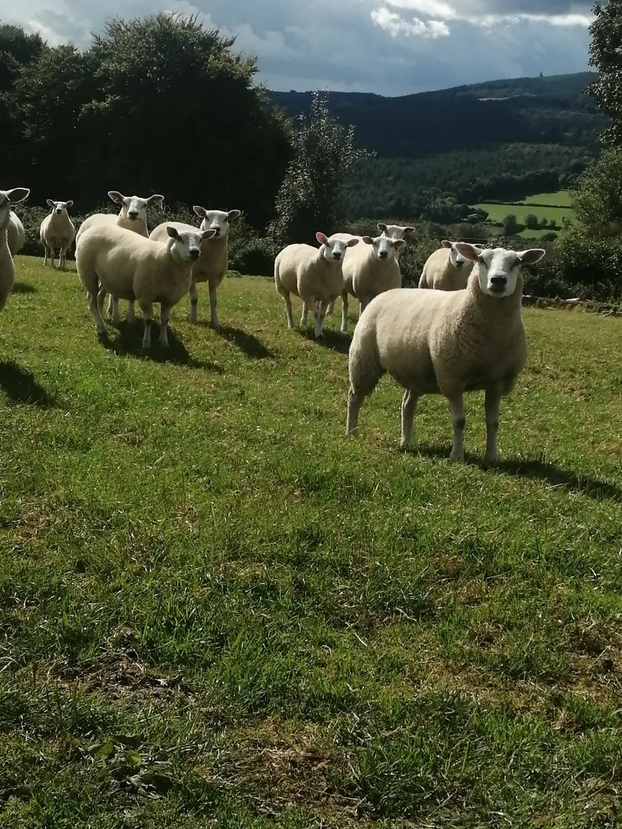 Texel hogget ewes - Image 1