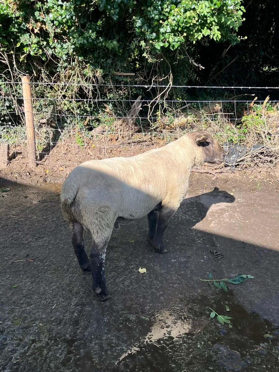 💥outstanding suftex ram 💥 - Image 1