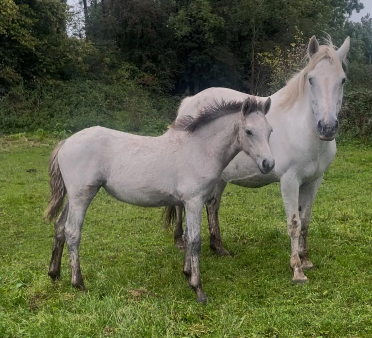 Connemara Filly foal - Image 1