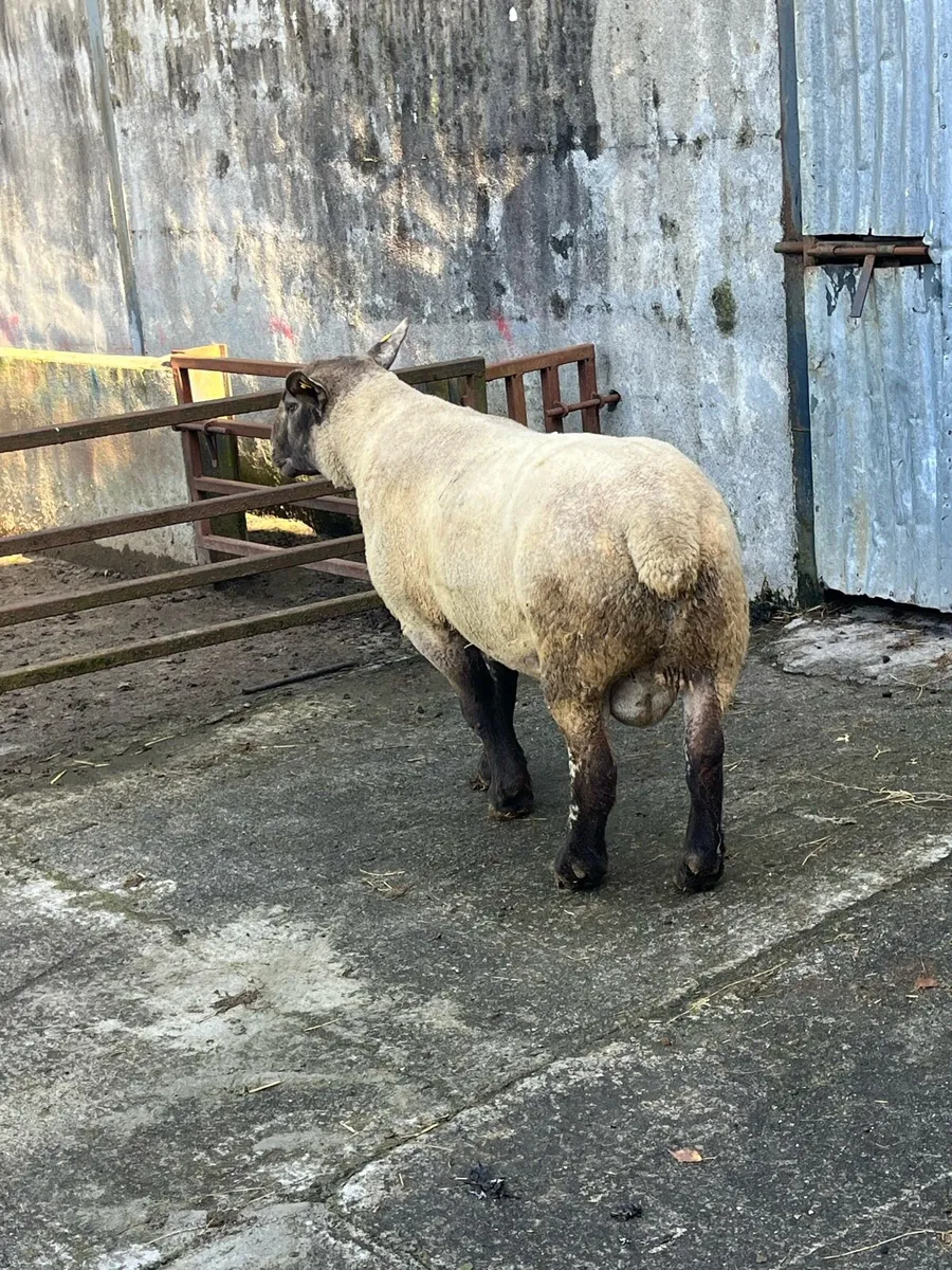 💥outstanding suftex ram 💥 - Image 3