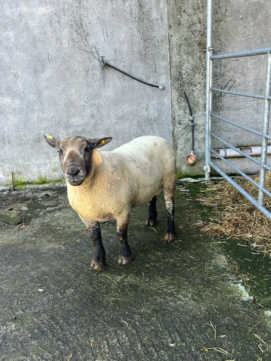 💥outstanding suftex ram 💥 - Image 4