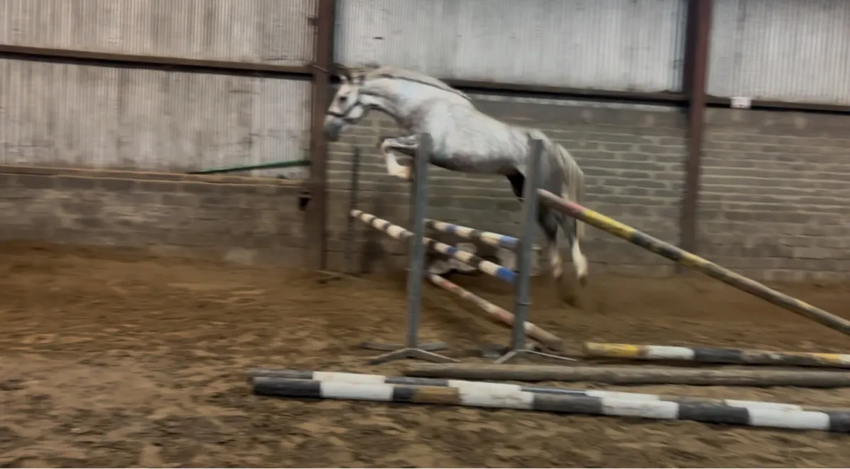 Lot 1231 Goresbridge- Full RID 3yr old - Image 2