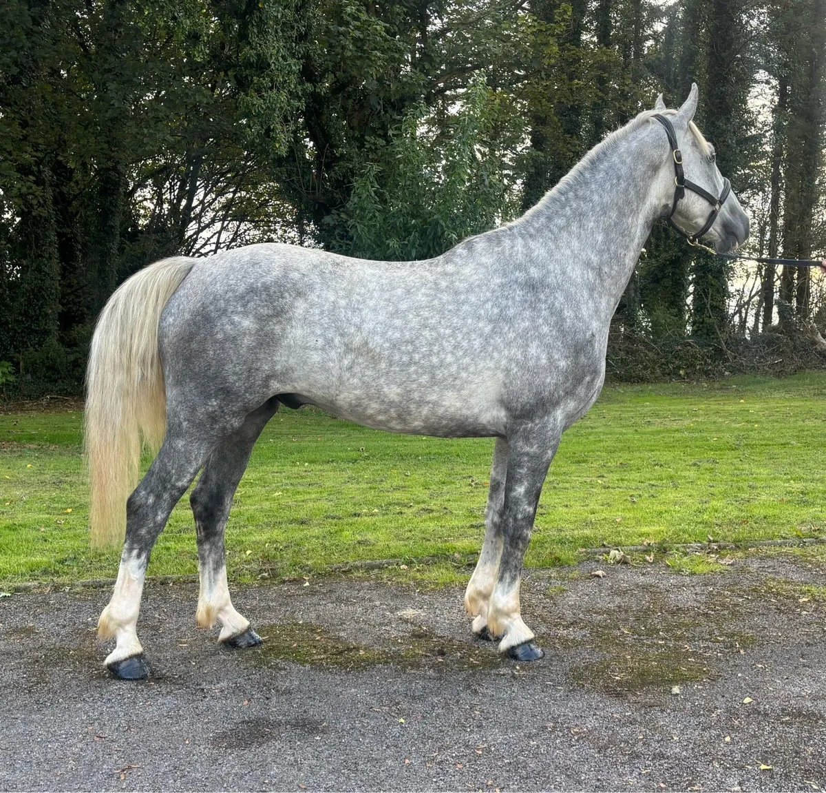 Lot 1231 Goresbridge- Full RID 3yr old - Image 3