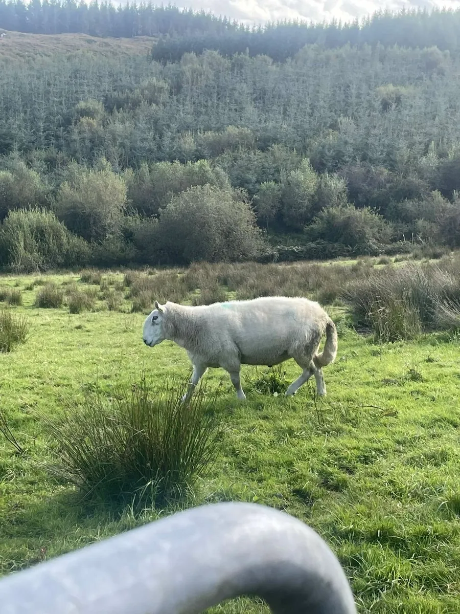 Suffolk and cheviot rams - Image 1