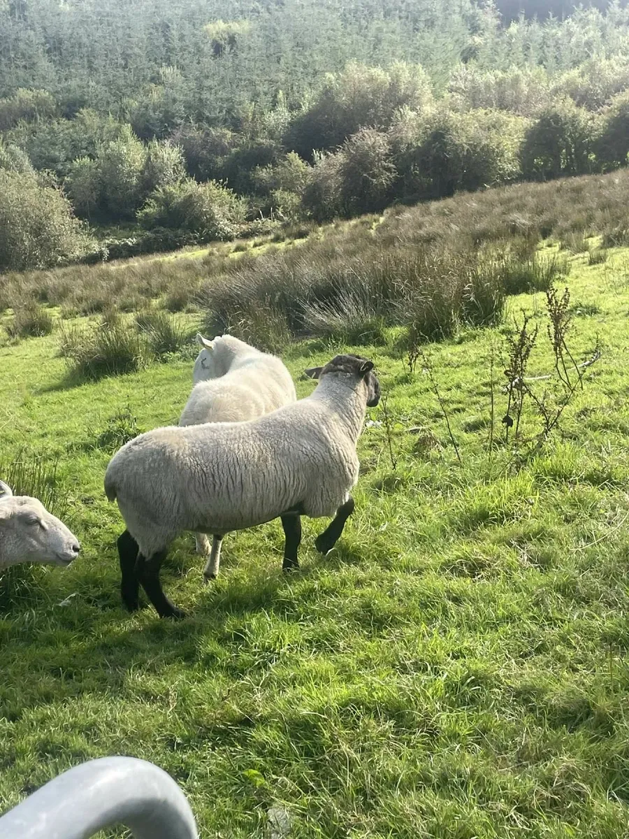 Suffolk and cheviot rams - Image 3