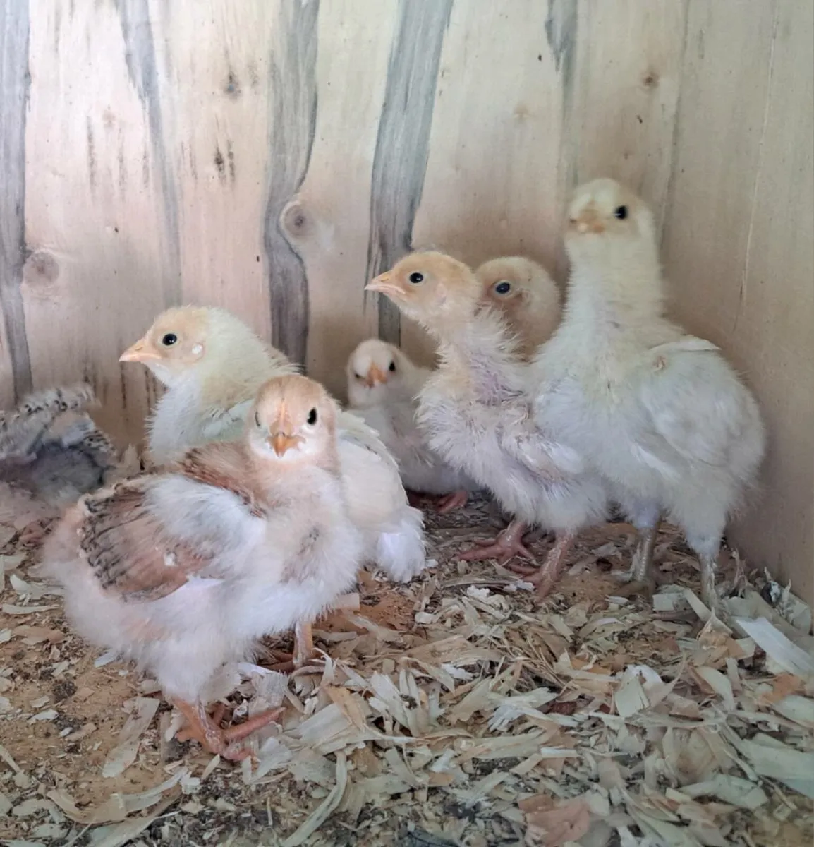 Bresse & RIR Hybrid x Brahma Chicks - Image 1