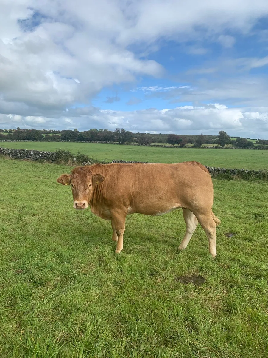 Roany Heifer - Image 1