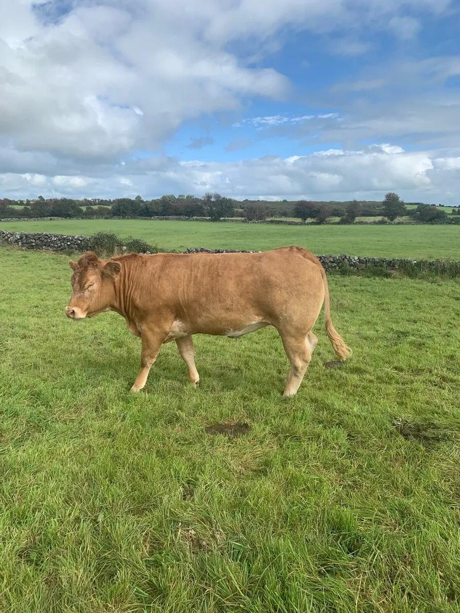 Roany Heifer - Image 2