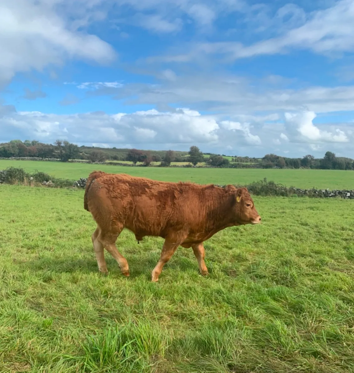 Roany Heifer - Image 4
