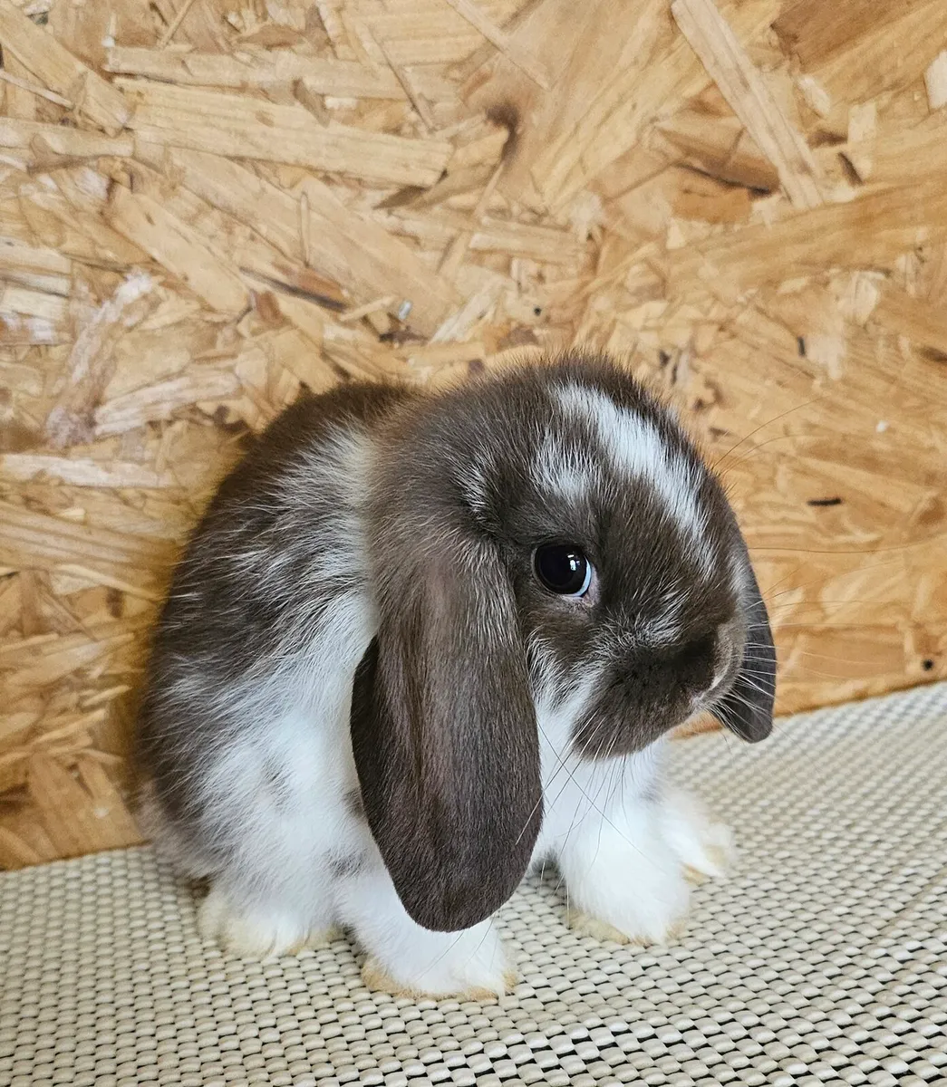 Mini lop bunnies - Image 2