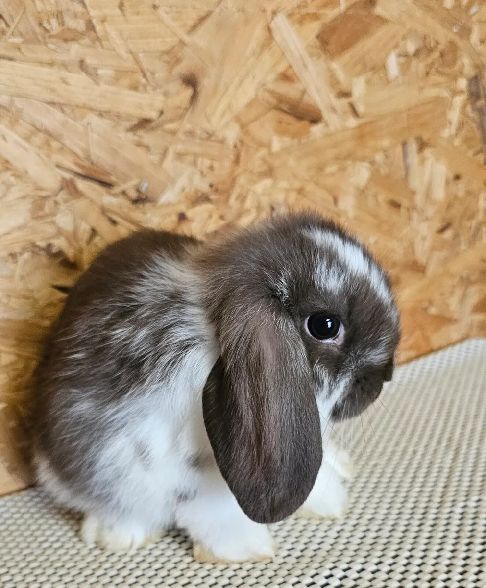 Mini lop bunnies - Image 3
