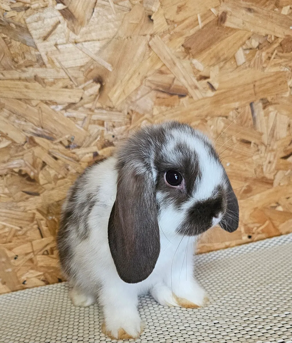 Mini lop bunnies - Image 4