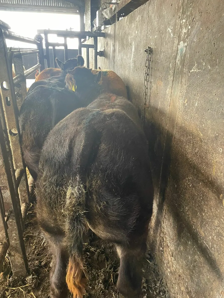 ***🐮🐮Show weanlings castlerea mart 11th - Image 2