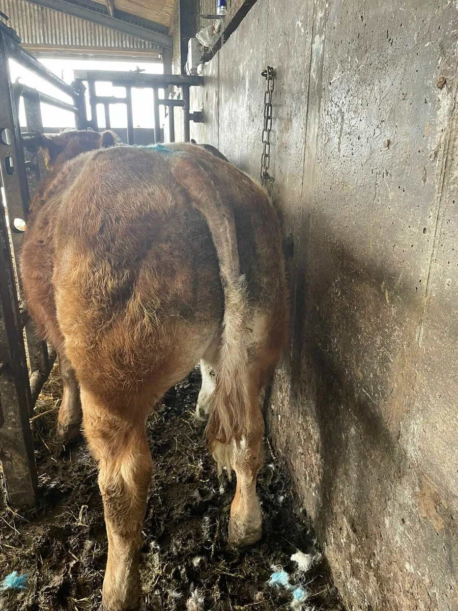 ***🐮🐮Show weanlings castlerea mart 11th - Image 3