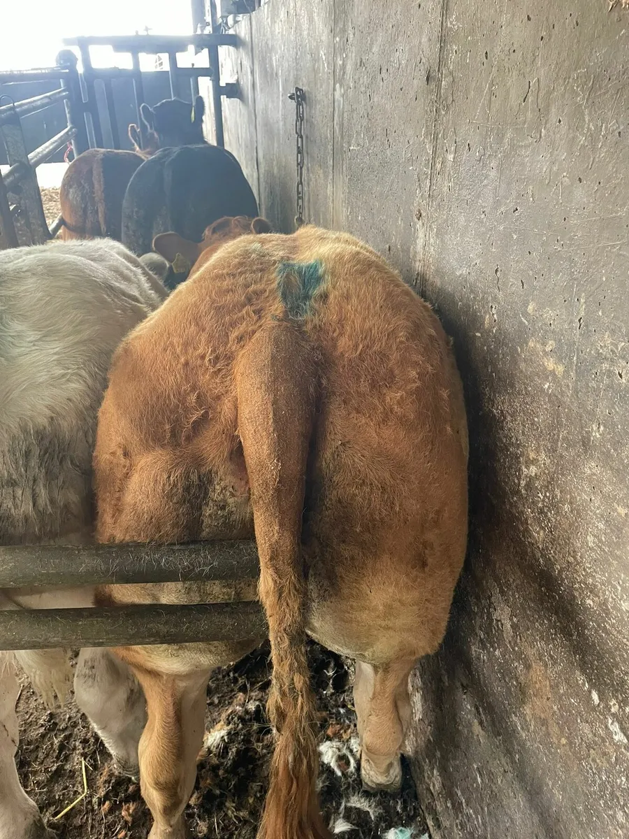 ***🐮🐮Show weanlings castlerea mart 11th - Image 4